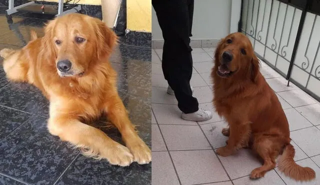 Baxter es de color canela, raza golden retriever, macho y tiene dos años. Crédito: Danitza Cavero.