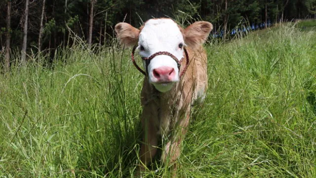 Primer becerro por inseminación artificial nació en la provincia de Cajamarca. Foto: DRA.