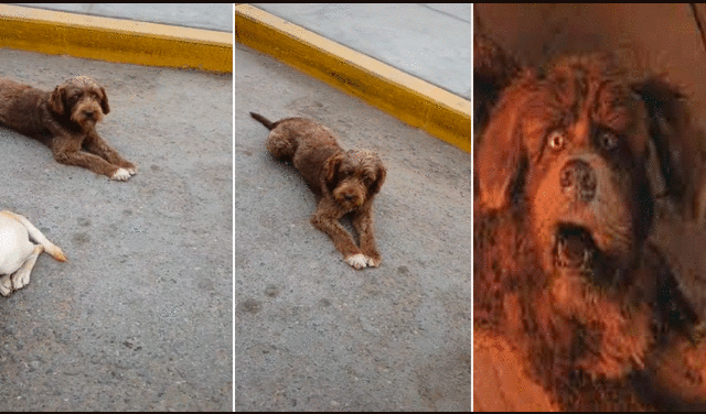 El peludito tenía el pelo desordenado y los ojos eran idénticos al de la mascota del siempre recordado ‘Cuenta cuentos’. Foto: captura de TikTok