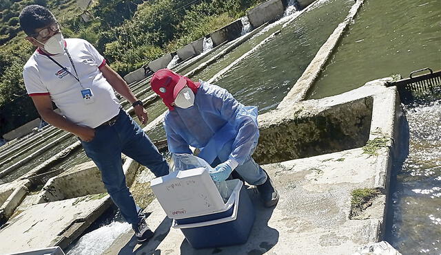 Investigación. Los dueños de las piscigranjas esperan que la empresa Volcan los ayude. Foto: difusión