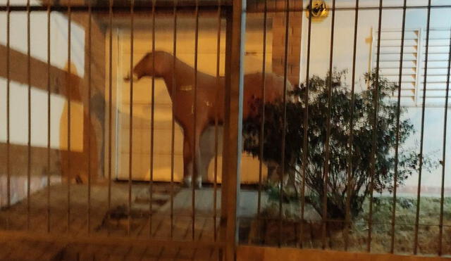 El caballo fue la pieza clave para que la repartidora encontrara la vivienda de su cliente. Foto: captura de Twitter