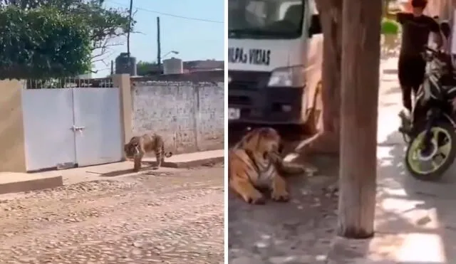 La presencia del animal generó temor y caos, pero sorprendió a más de uno cuando se portó como un tierno felino frente a su dueño. Foto: captura de YouTube