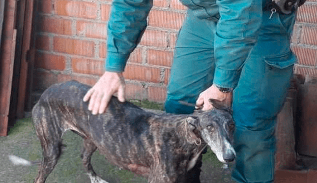 Un perro de raza galgo siendo rescatado. Foto: Referencial / Guardia Civil española