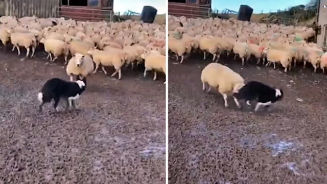 Parecía un día normal hasta que una de las ovejas reaccionó contra el can. Foto: captura de YouTube
