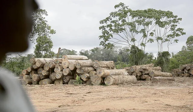 El dato. Una variedad de caoba, cedro y tornillo es extraída de forma indiscriminada por las mafias de taladores en territorio wampis. Los comuneros se encuentran muy preocupados por esto. Foto: Archivo LR