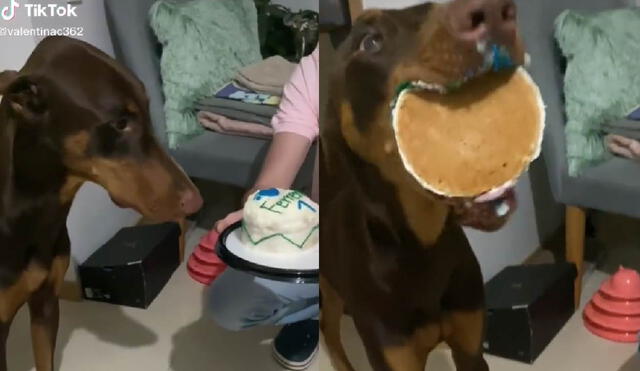 La mascota se comió todo el pastel que fue preparado para su cumpleaños. Foto: captura de TikTok