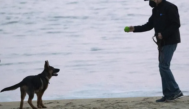 Los perros son las mascotas preferidas por la mayoría de familias en el mundo. Foto: AFP