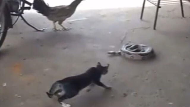 La gallina también se asustó y corrió cuando espantaron al gato. Foto: composición/ @el_botas2377