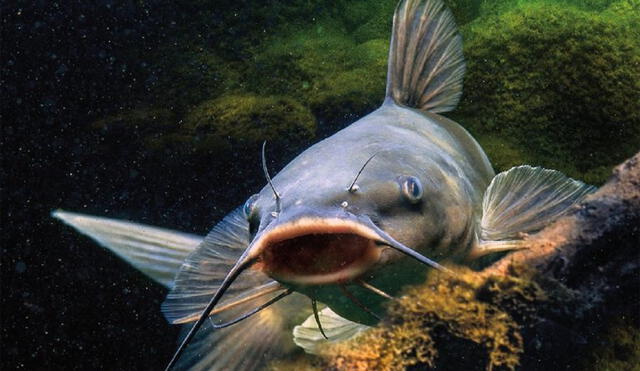 El pez bagre posee unas espinas afiladas que le sirven de coraza. Foto: Infomarina