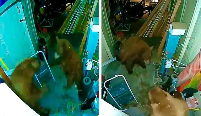 Un oso ingresó a una casa para buscar comida; sin embargo, no toleró que su compañero lo siguiera y desató su furia. Foto: captura de YouTube