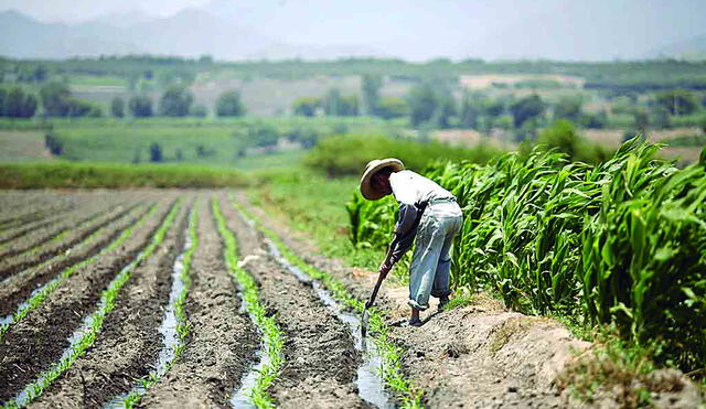 Producción agrícola disminuirá. Foto: La República