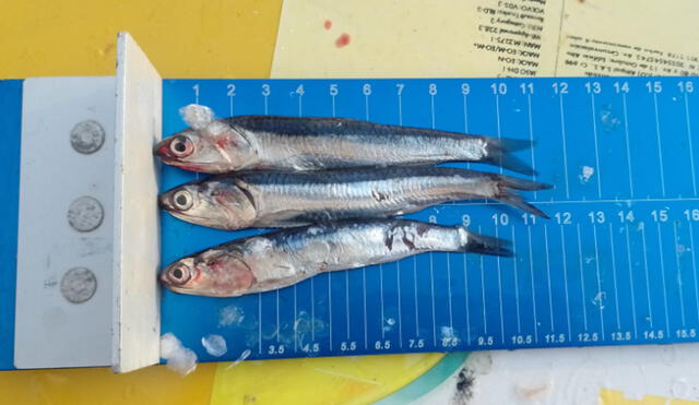La anchoveta es el recurso más buscado por las embarcaciones industriales. Foto: Sindicato de Pescadores de Chimbote
