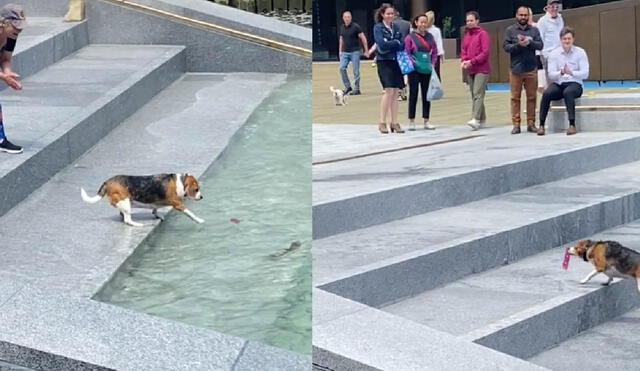 El perrito se llevó los aplausos de un público que miraba emocionado cómo recuperaba su juguete. Foto: composición/ captura de TikTok