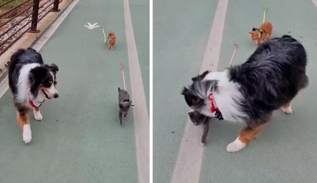 Una pareja salió a pasear con sus mininos por primera vez, pero se sorprendieron con la actitud de su can, que no los dejó a solas. Foto: captura de Facebook