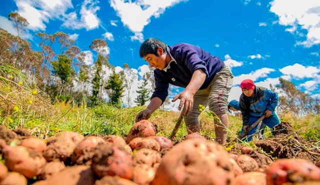 El Día del Campesino 2022 será una nueva oportunidad para homenajear a los responsables de cultivar la tierra. Foto: Andina