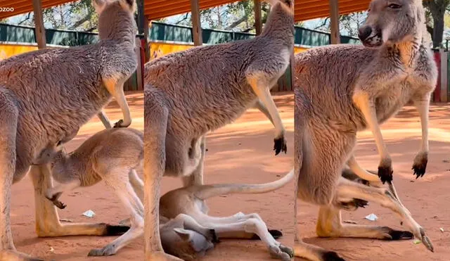 El video cuenta con más de 69 millones de visualizaciones. Foto: @sanantoniozoo/ captura de TikTok