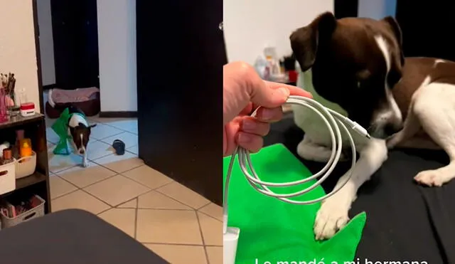 El perrito obedeció a sus cuidadoras e hizo el mandado que le pidieron. Foto: @karolmendozar/captura de TikTok