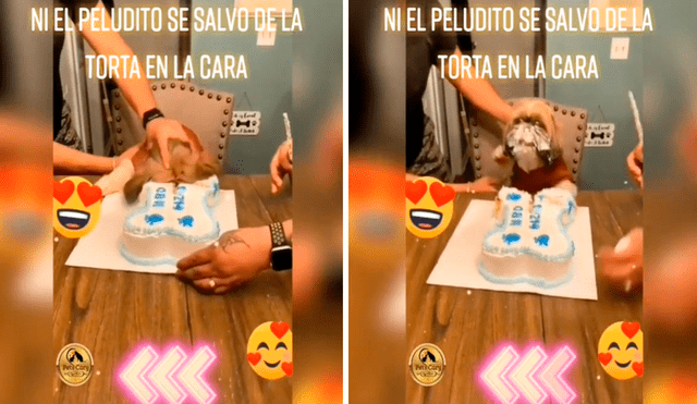 Al momento de cantar el "Happy birthday", una de sus propietarias le hundió la carita en el pastel. Video: @petscary/TikTok