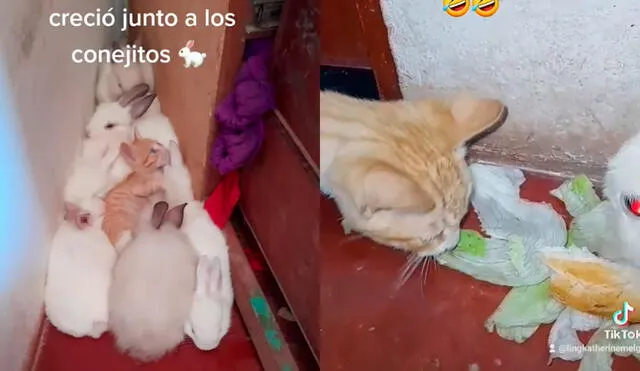 El felino se acostumbró a alimentarse igual que sus 'hermanos' conejos. Foto: @lingkatherinemelg/ captura de TikTok