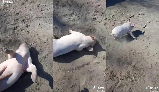 El joven levantó al animal de las patas, pero ni así lo despertó. Foto: composición/ @luchifea/TikTok