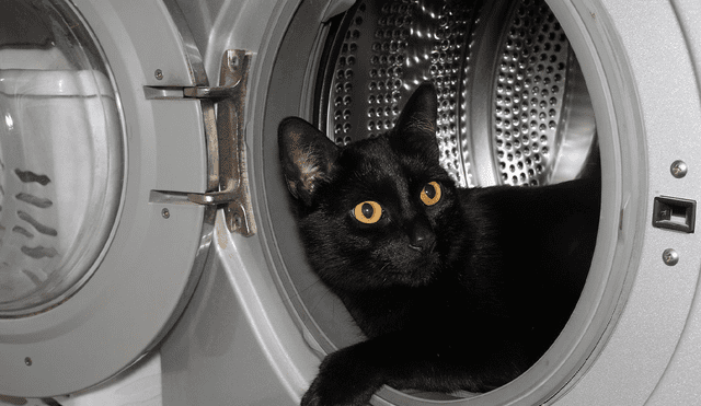 Una ocasión más para demostrar que los gatos tienen 7 vidas. Foto: Pixabay