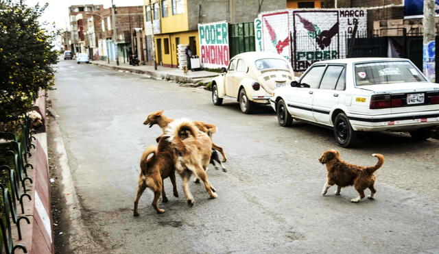 Se contabilizan 320 casos de mordedura de perros en la ciudad de Juliaca.
