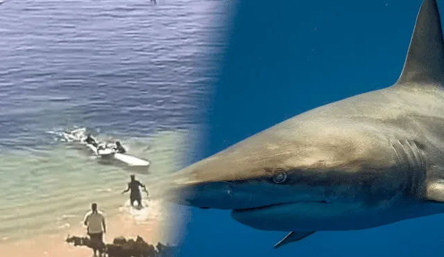 Momento en el que llevan a Bruemmer a la orilla tras el ataque de un tiburón. Foto: composición-Independent/Pixabay | Video: Telemundo