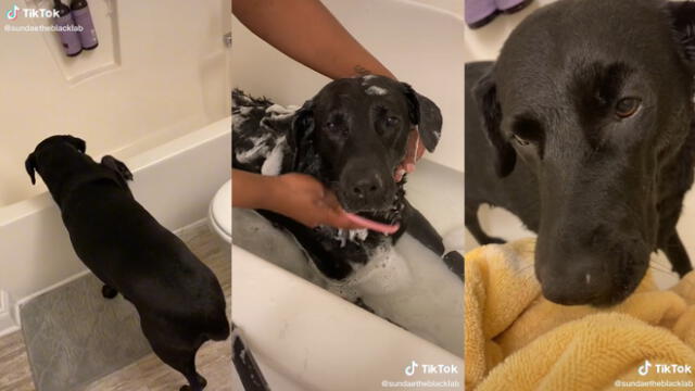 La mujer bañó a su mascota con los cuidados necesarios. Foto: composición/ @sundaetheblacklab/TikTok
