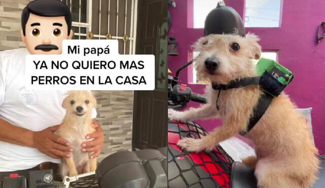 El can recibió de regalo su nueva ropa para salir a pasear con su cuidador. Foto: captura de TikTok