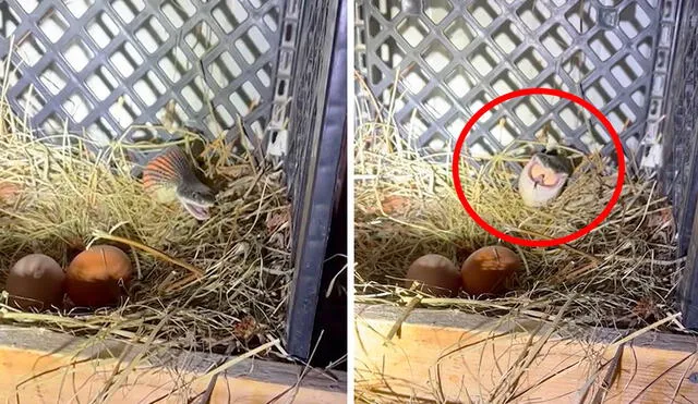 Una mujer fue testigo del preciso momento en que un peligroso animal trató de devorar los huevos de una de sus gallinas. Foto: captura de YouTube