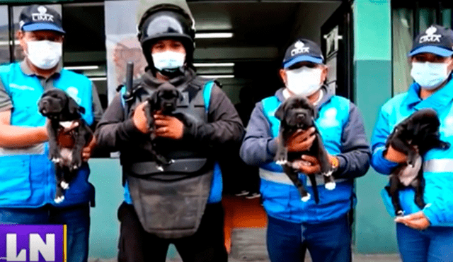 Estas mascotas se encuentran en busca de una familia responsable. Foto captura Latina