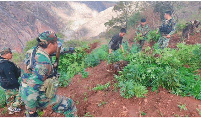 Además de cocaína, los narcotraficantes también siembran variedades de canabis sativa en el Vraem. Foto: 
Óscar Chumpitaz / La República