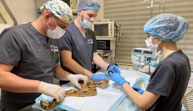 Los médicos veterinarios indicaron que dar trozos de carne no corresponde a una alimentación saludable en serpientes. Foto: vetcentrrnd/VK