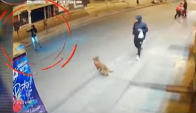 Amante de los animales es atropellado cuando intentaba ayudar a perrito callejero. Foto: captura de video ATV