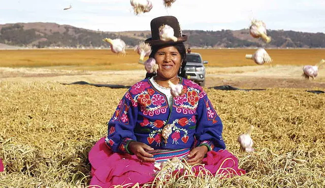 Vuelta de tuerca. Ácora se encuentra al sur de Puno. Sus agricultores ahora siembran ajo en reemplazo de la papa y quinua. Eso mejoró rentabilidad del campo. Foto: Juan Carlos Cisneros/La aRepública