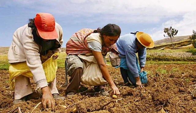 Equipo de trabajo también deberá realizar el diagnóstico del estado situacional de la producción agrícola y el abastecimiento de alimentos. Foto: Andina