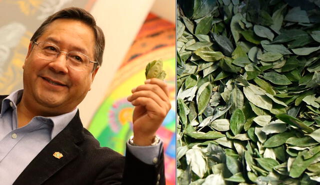 La empresa estatal Kokabol realizará el procesamiento de la hoja de coca con la finalidad de aprovechar sus propiedades nutritivas y medicinales. Foto: composición LR - captura Twitter - AFP / Video : Twitter