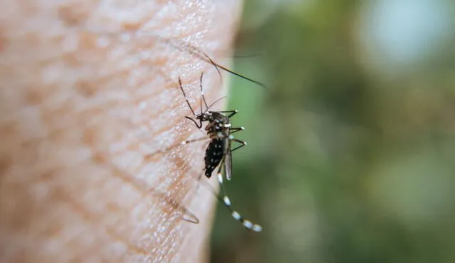 Un mosquito es capaz de despertar brotes infecciosos en el mundo. Foto: PEXELS / difusión