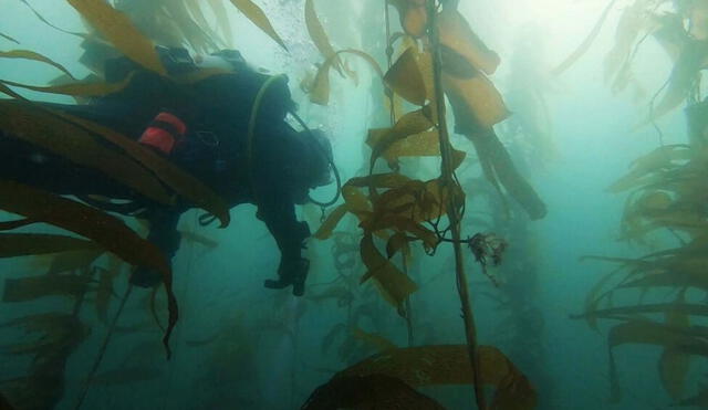 Un buzo navega por un bosque de algas. Foto: referencial / Dive California