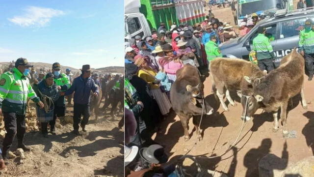 En la feria de ganados de Ancasaya - Ilave, se encontraron a las vacas que fueron robadas. Foto: Radio Collao