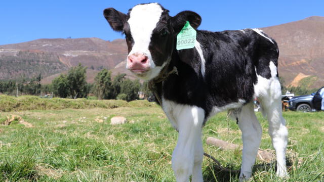 Terneros de raza Holstein nacieron por inseminación artificial en Cajamarca. Foto: GORE Cajamarca.