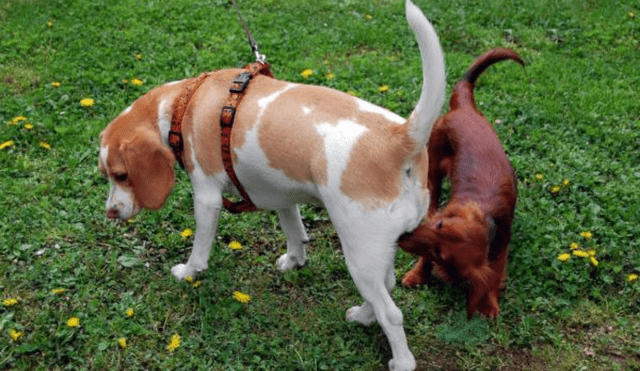 Sacar a tu perra al parque durante el celo puede ser muy incómodo debido a que su olor atrae a los machos. Foto: Experto Animal