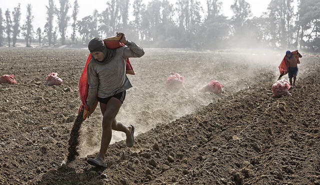 Cosecha. Se sembrarían 2.585 hectáreas menos de arroz que el año pasado. Foto: Marco Cotrina/La República