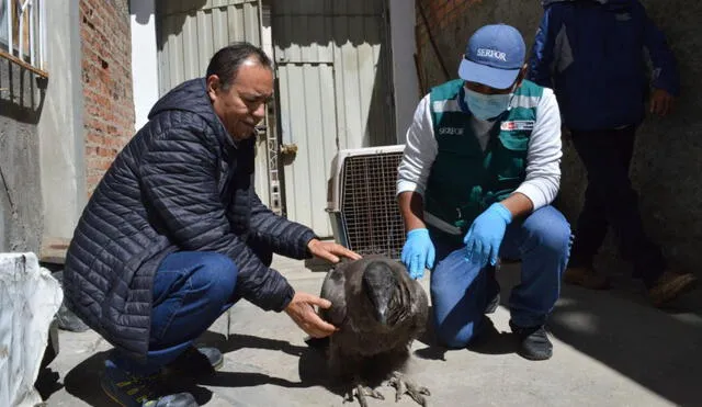 La cría de cóndor fue trasladada desde el caserío en mención hasta la ciudad de Huaraz. Foto: Serfor