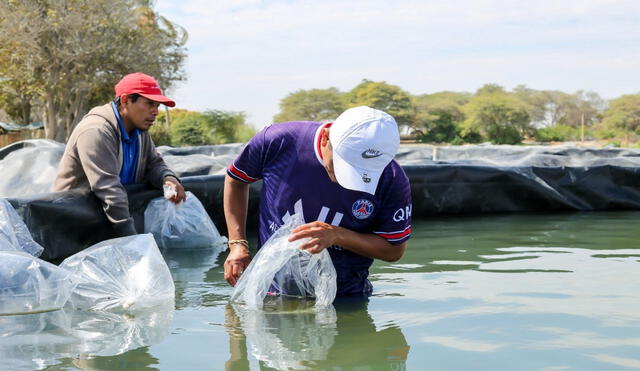 Pequeños productores se reactivan en la siembra de tilapias. Foto: La República