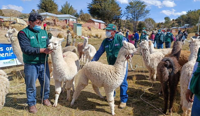 La campaña nacional de protección del ganado busca asistir a cerca de 1 millón 939.900 cabezas de alpacas y ovinos con un presupuesto de más de S/ 7 millones 197.000. Foto: Agro Rural