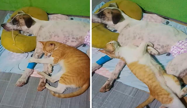 Sus dueños trataron de separarlos; sin embargo, el felino se resistió y permaneció al lado de su ‘fiel compañero’. Foto: composición de LR/Facebook/Clarín