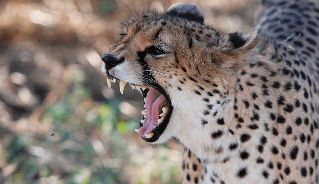 El niño se encontraba jugando en el patio de la casa de un familiar, cuando de repente fue atacado por el animal. Foto: Pixabay