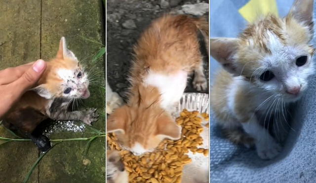 El usuario sigue compartiendo, a través de sus redes, más videos del gatito rescatado. Foto: composición LR/captura de TikTok/@mlvnrbdv