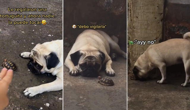 Los cibernautas piden conocer más de la historia de ambas mascotas. Foto: TikTok/@eila_alexandra